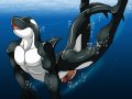 orca.jpg